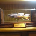Trofeo mejor pez XIX convencion SEK - Rafa Cervantes   