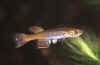 Aphyosemion cameronense GEMHS 00/19