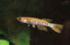 Aphyosemion mimbon GEMHS 00/9