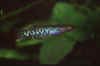 Aphyosemion spec. aff. maculatum GEMHS 00/5