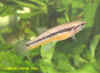 Aphyosemion hera ARK 96/1.2