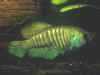 Austrolebias adloffi