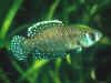 Austrolebias affinis