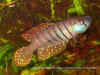 Austrolebias alexandrii Ceibas
