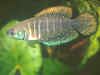 Austrolebias gymnoventris "Velazquez 93/7"
