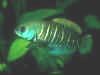 Austrolebias viarius