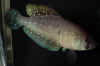 Austrolebias belloti Ceibas