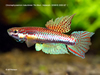 Aphyosemion (Chromaphyosemion) malumbresi