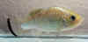 Cyprinodon alvarezi 760xA