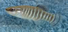Aphanius danfordii TUBCD-2005/19