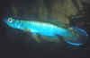 Epiplatys azureus