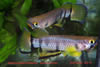 Epiplatys dageti monroviae