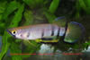 Epiplatys dageti monroviae