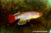 Nothobranchius albimarginatus Kipagaranda TAN 97/40