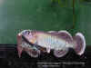 Nothobranchius eggersi TAN 98/12 Ruhoi River