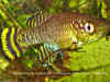 Nothobranchius aff. korthause Kwachepa