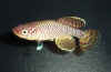 Nothobranchius korthause Mafia Rojo