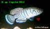 Nothobranchius sp. Caprivi 95/1