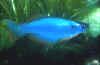 Procatopus similis "Kumba"