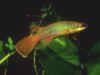 Rivulus agilae "Lac des americains"