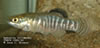 Aphanius villwocki TUBCD-2005/02